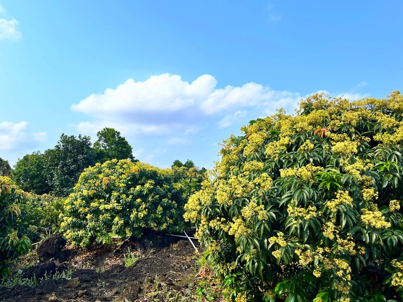 种在火山岩石缝中的荔枝树(央广网记者  蔡文娟  摄)荔枝林内蜜蜂采蜜