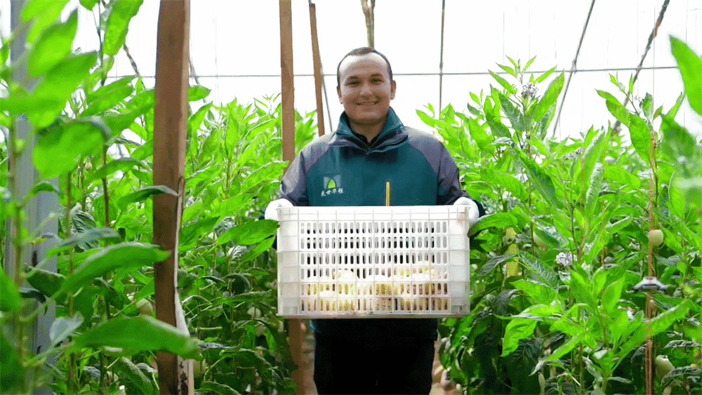 亚热带水果在和田反季节试种成功 今起批量上市开云体育(图7)