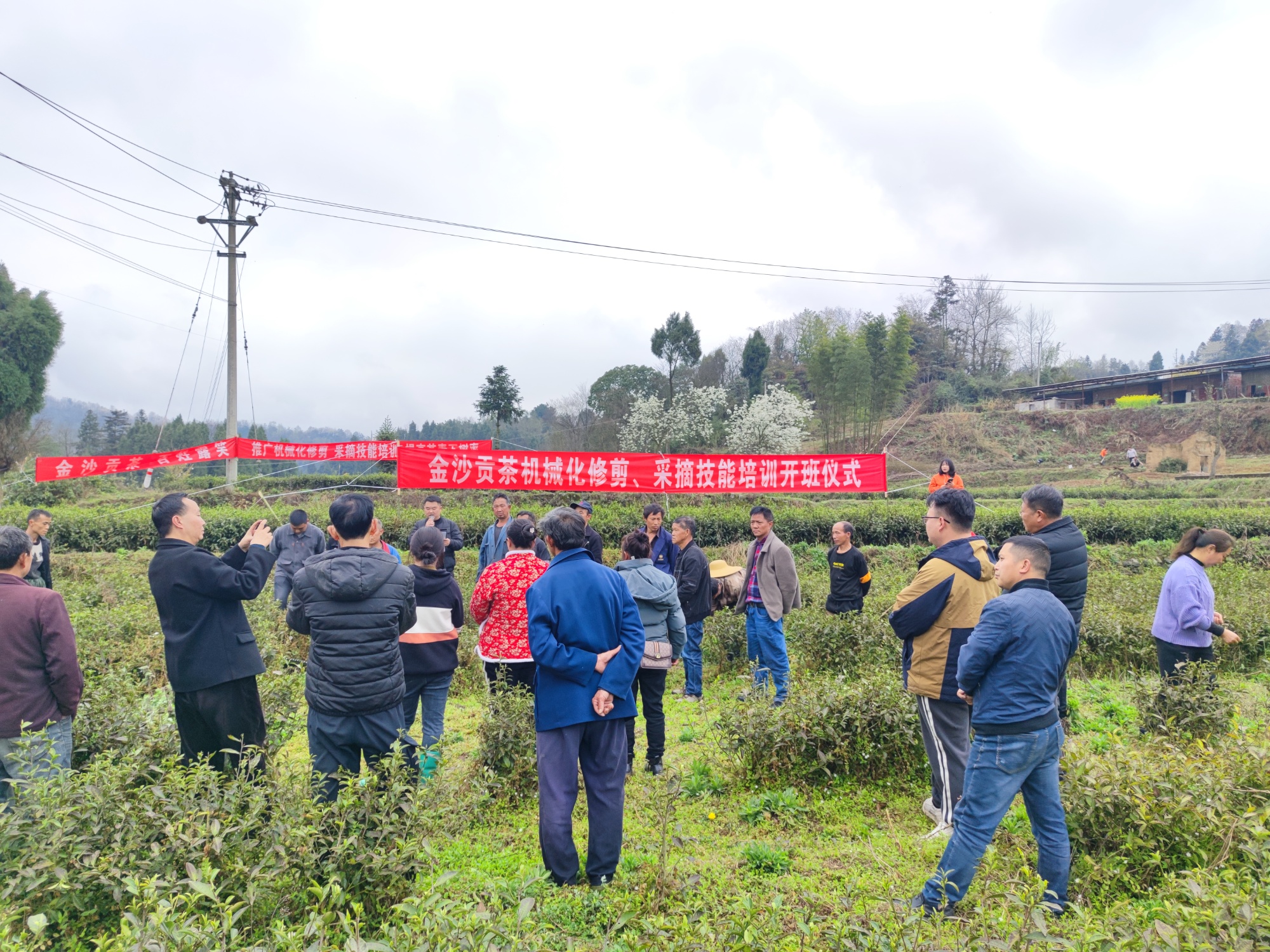 贵州金沙：推广机修机采茶叶 拓宽茶业增收路