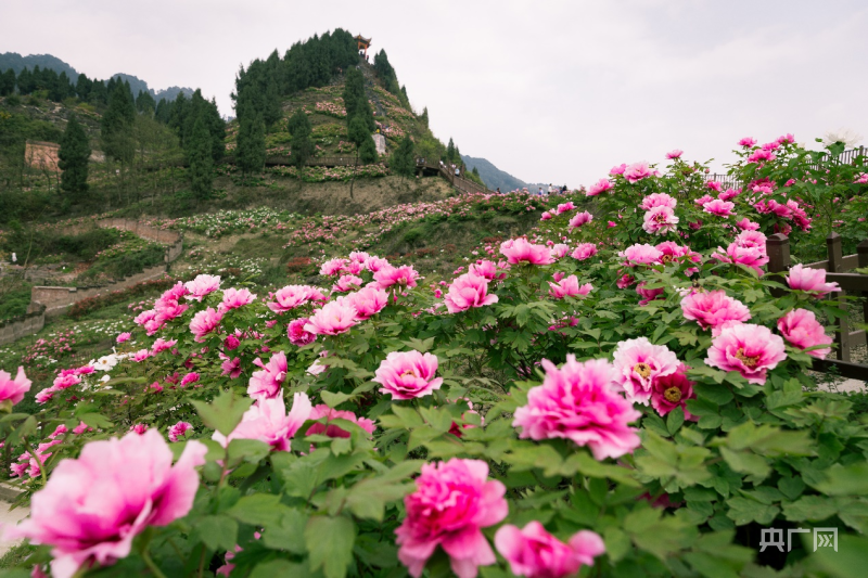 特别是恺之峰,牡丹樱花世界2个国家4a级旅游景区,数万亩垫江春,太平红