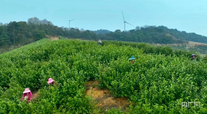 盈江县茶叶财产
基地（盈江县茶叶财产
基地有哪些）《盈江茶厂》