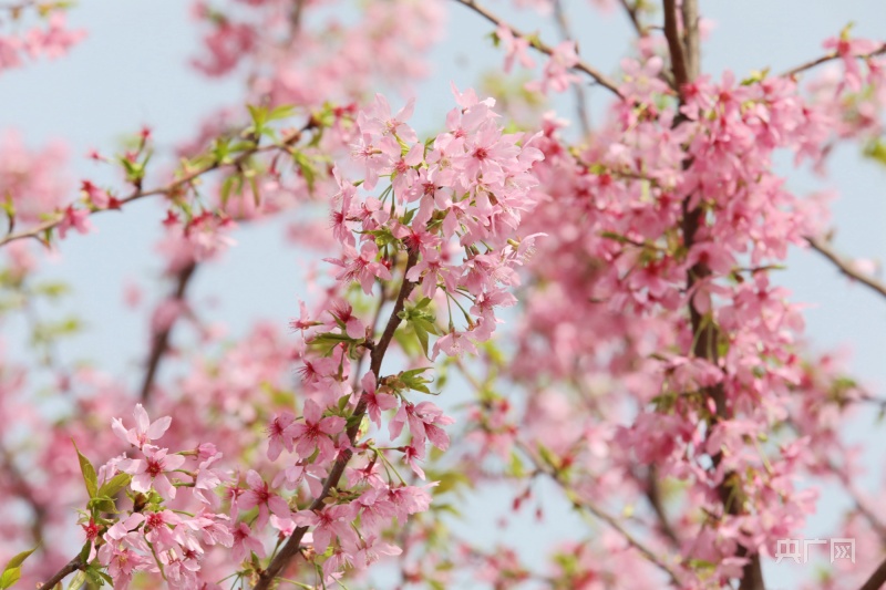 向春天出发!江西各地百花齐放春意浓