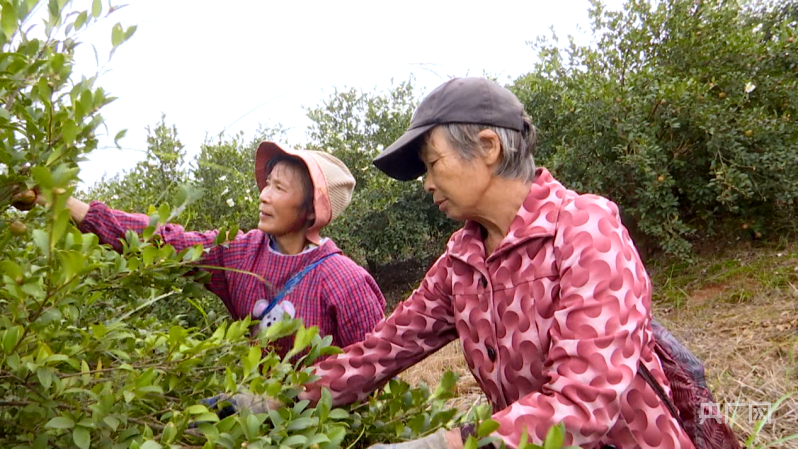 蓝山：开展油茶种植和低产低效林改造