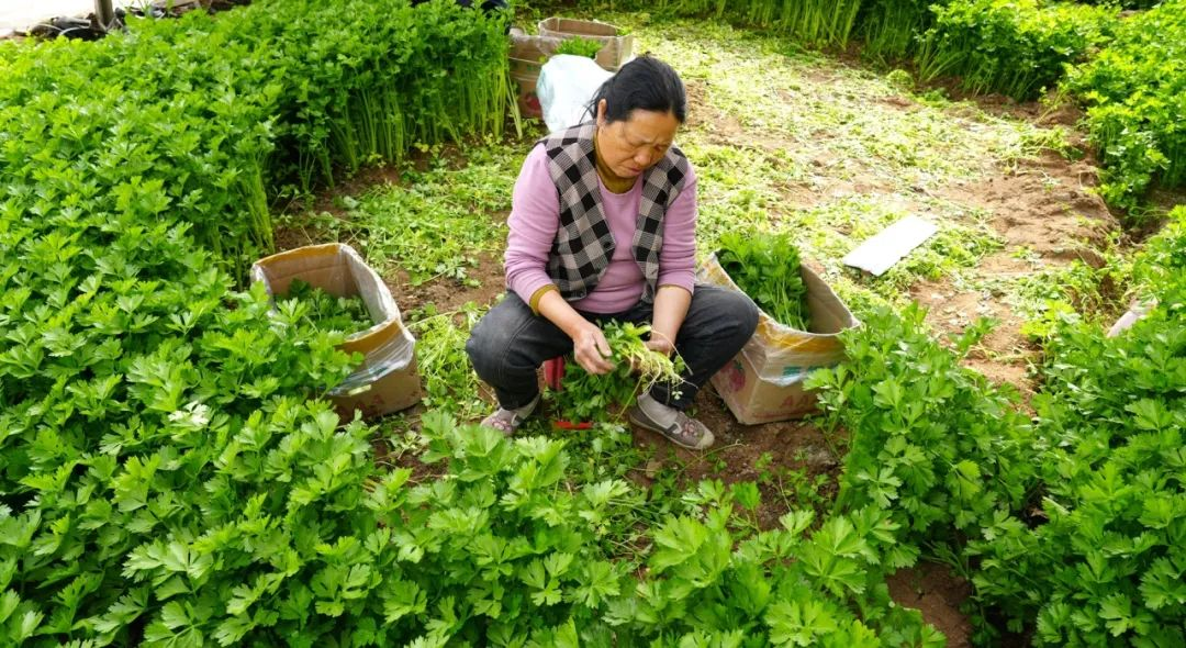 早春采摘蔬菜图片