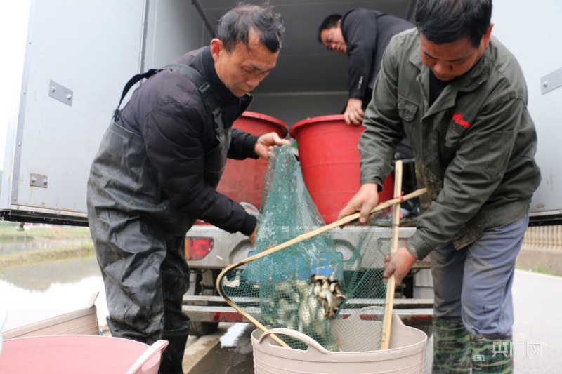 江西萍乡：“稻鱼螺”生态养殖 开启致富新路子