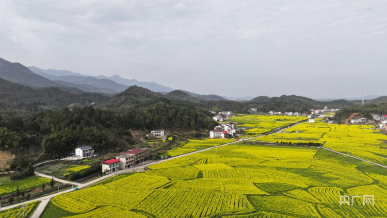 【发现春之美】店门镇:七彩油菜花为乡村旅游"添彩"