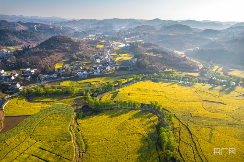 2022贵州油菜花图片