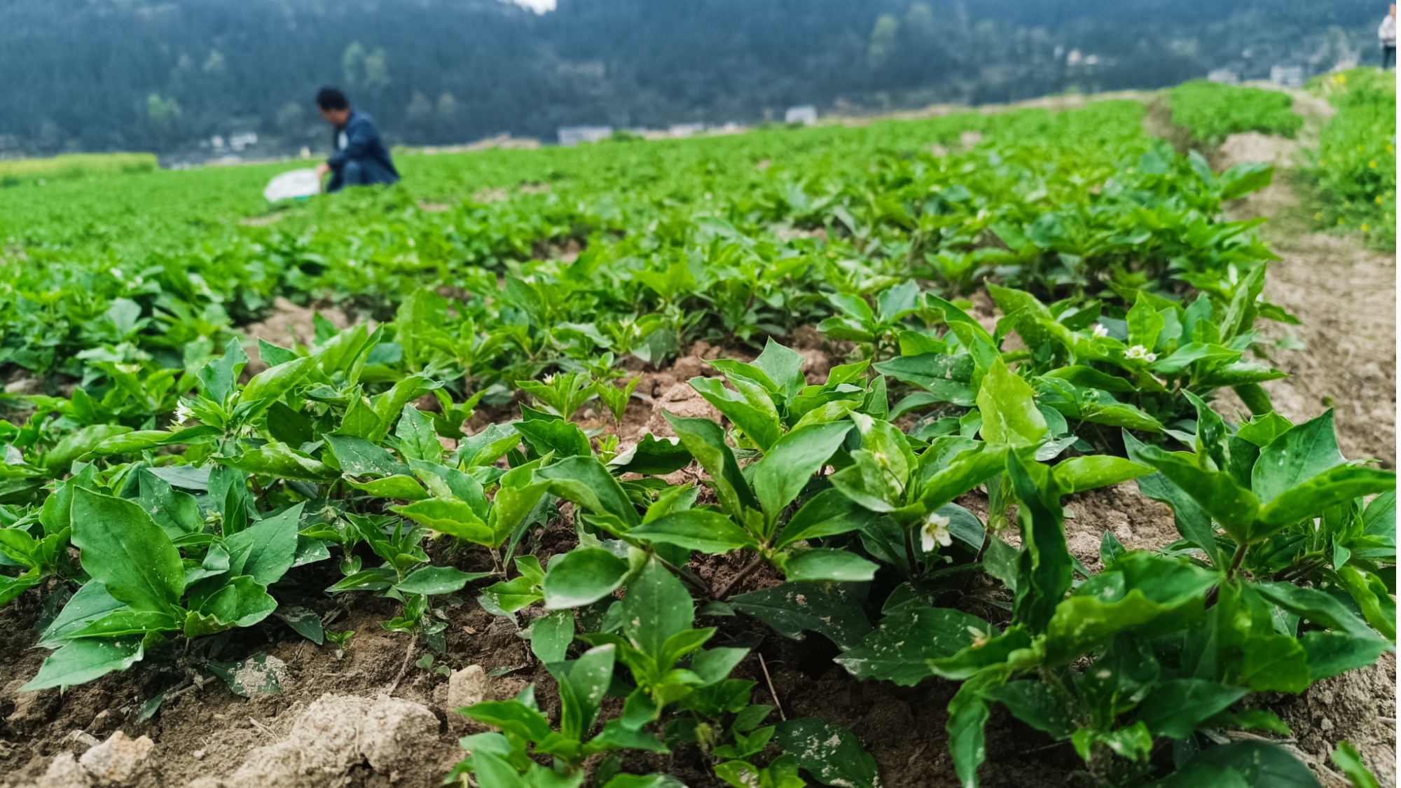 贵州黄平抢春机太子参春管待丰收