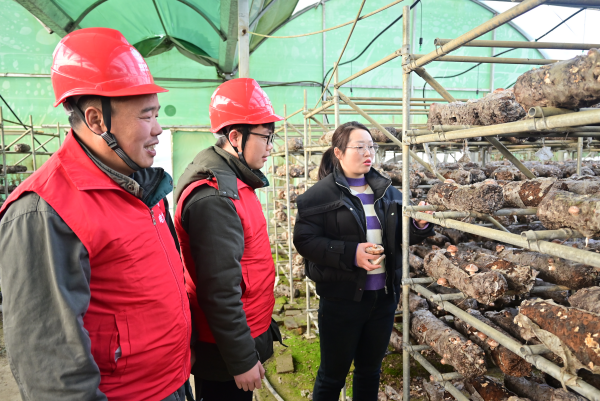 信阳市息县：村网共建 助力香菇产业发展
