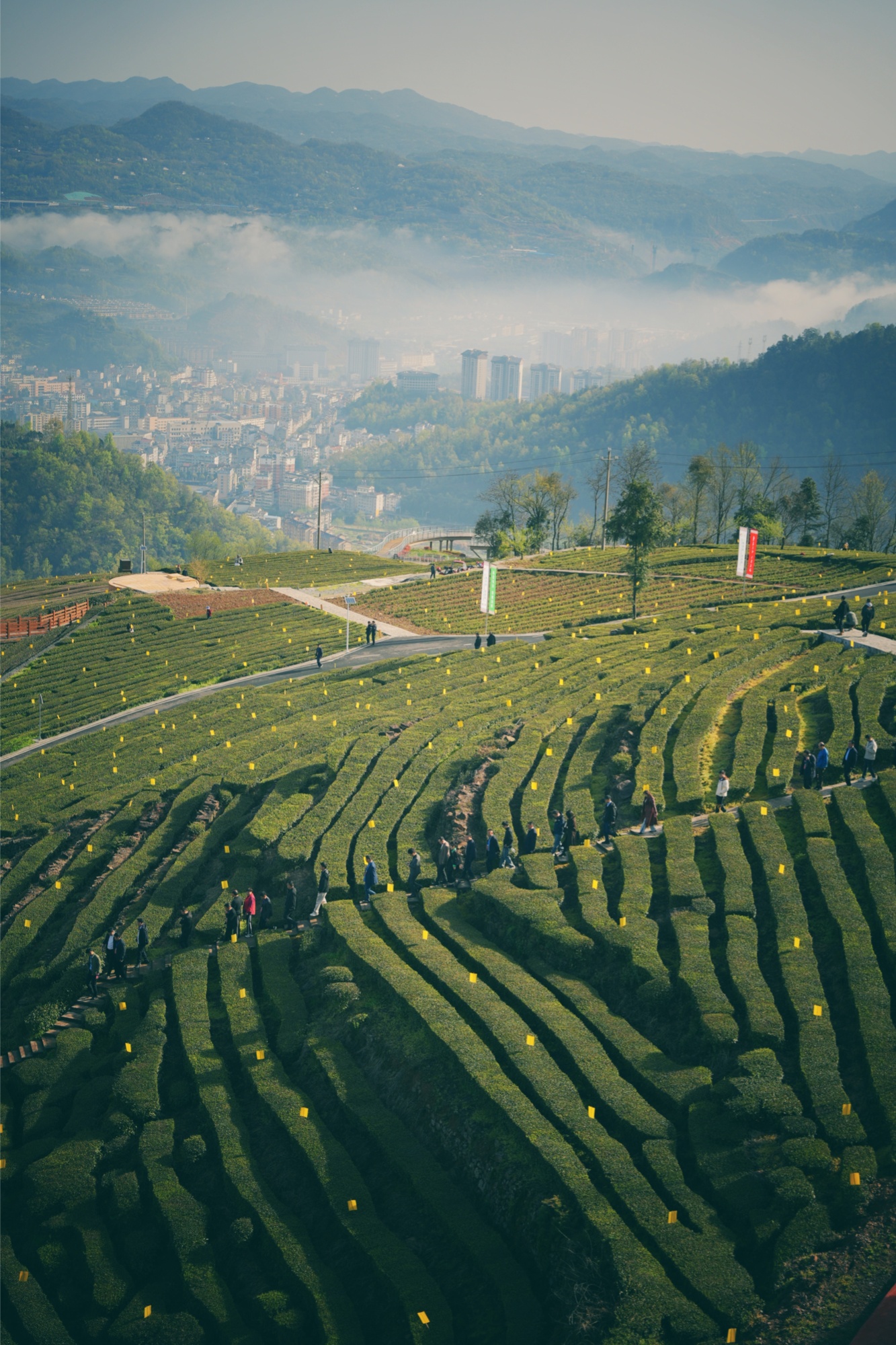 茶香四溢结硕果  湖北五峰"茗"动春天