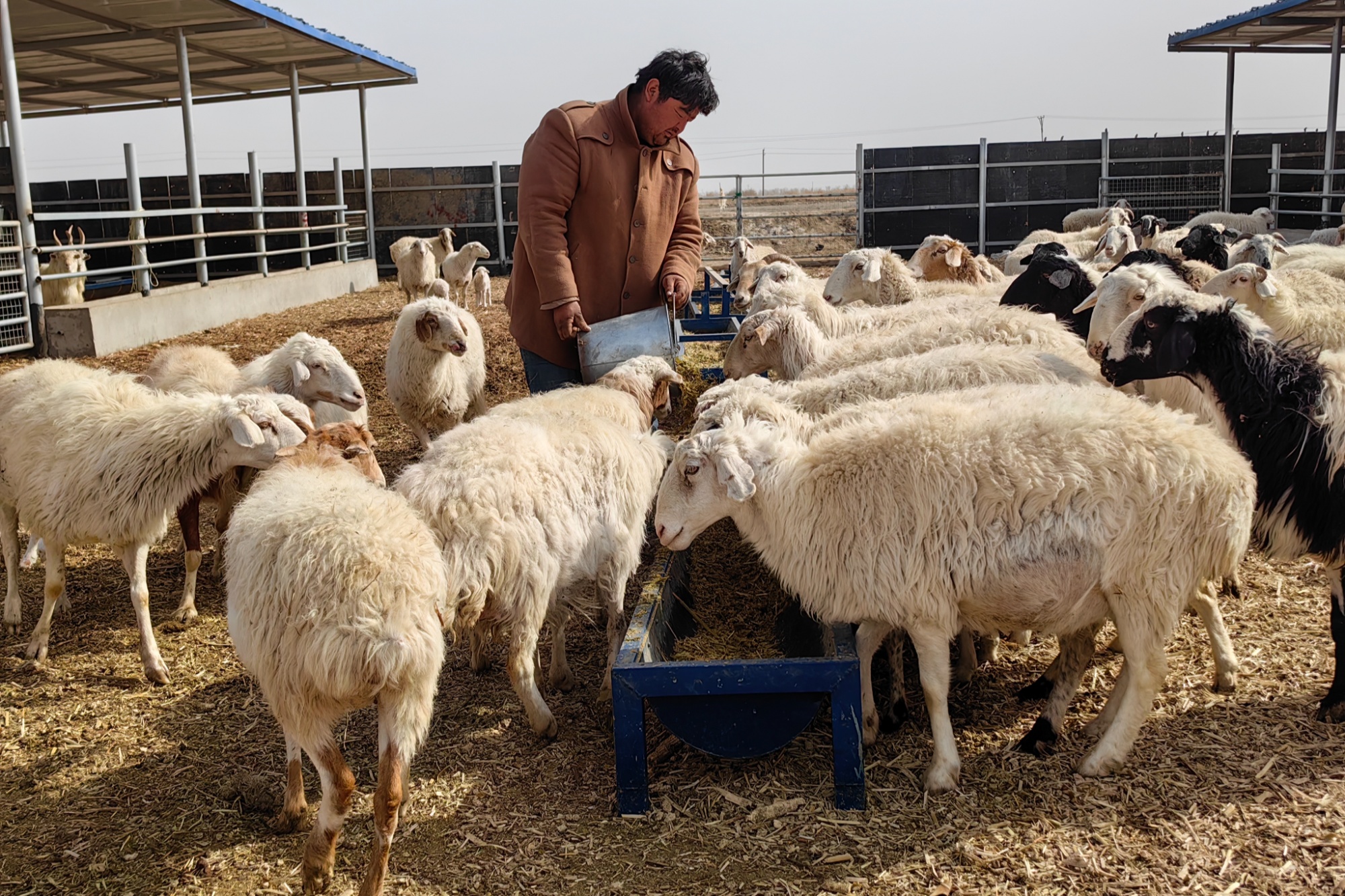 尉犁集中养殖促发展村民增收钱景好