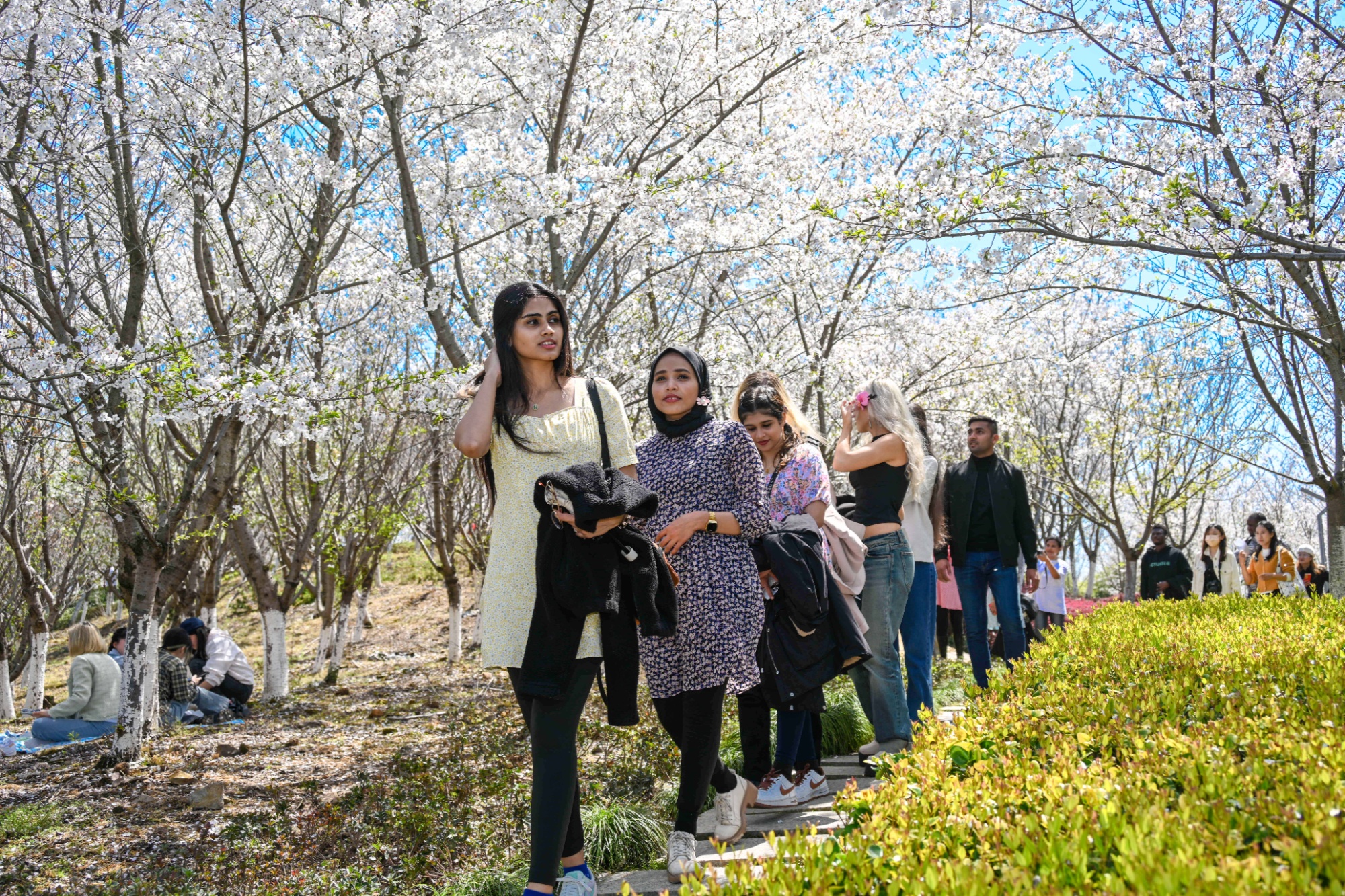 南宫28浙江宁海：以花为媒 为才搭台 近百名国际人才赴一场樱花之约(图3)