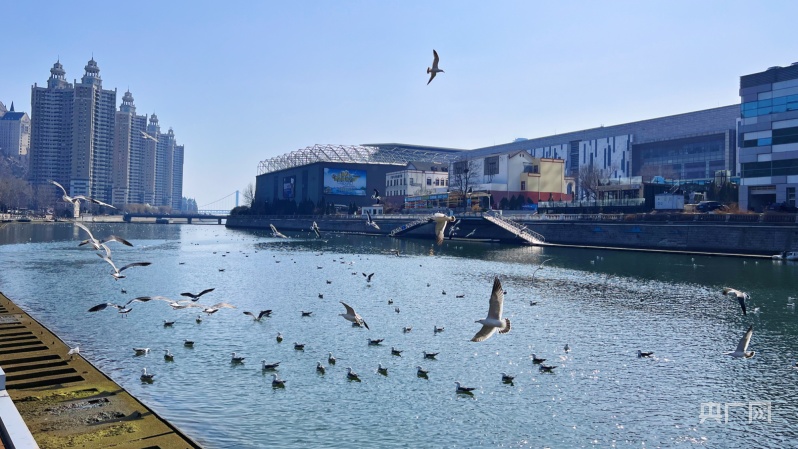 发现春之美大连春来水暖鸥先知