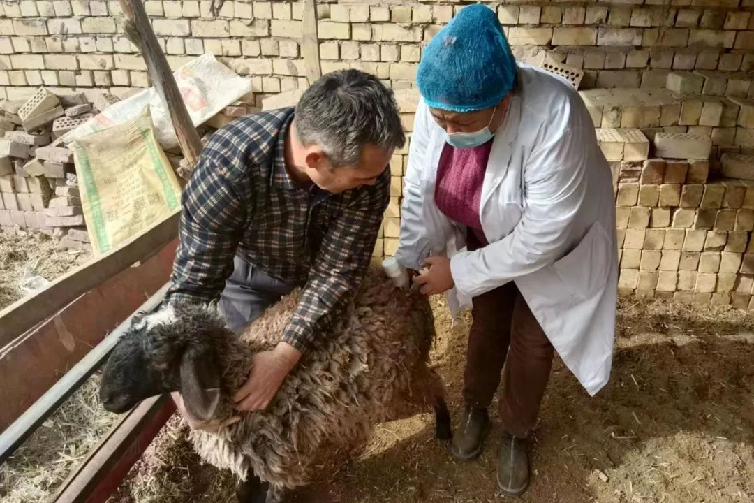 近日,柯坪县各乡(镇)畜牧兽医站防疫人员走进养殖户牛羊圈,接种疫苗并