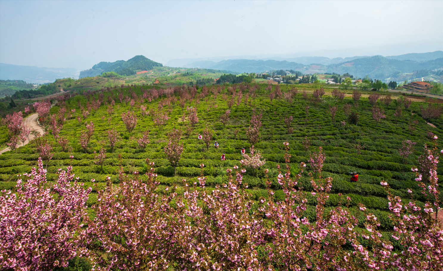 贵州水城宜人春色引客来