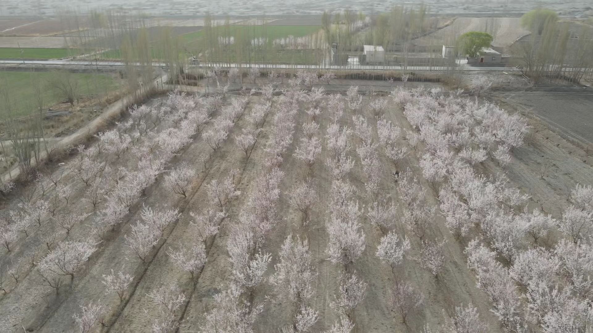 俯瞰杏花园  (邱兴福  摄)近日,走进轮台县铁热克巴扎乡早熟杏种植