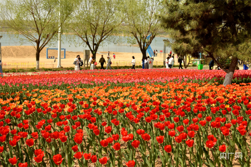 发现春之美南阳市新野县超百万株郁金香花盛放迎宾朋