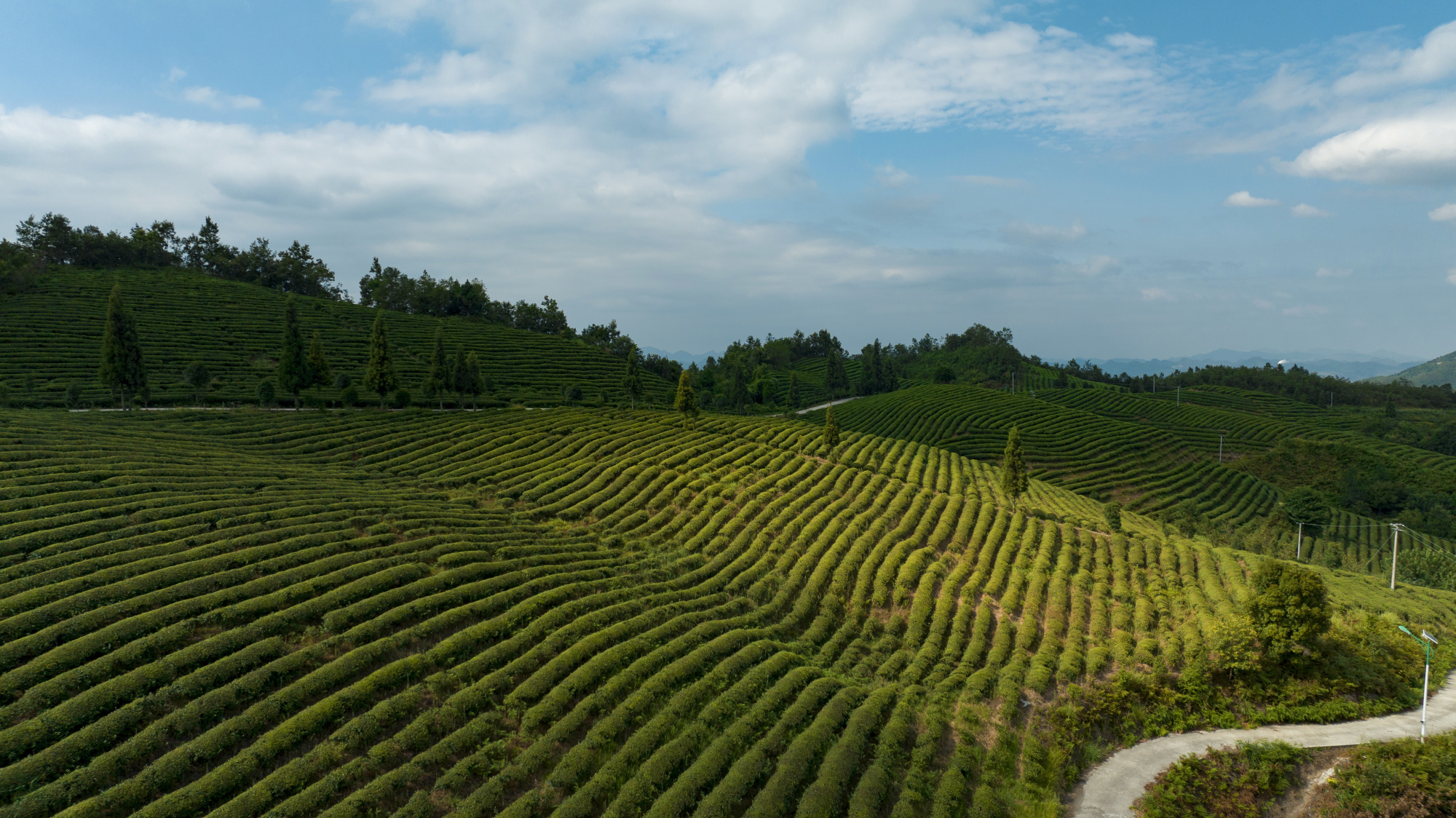 贵州金沙举办2024春茶品鉴暨新品推介会