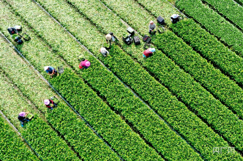 春耕进行时|福建福州:蔬菜基地忙"春收"_央广网