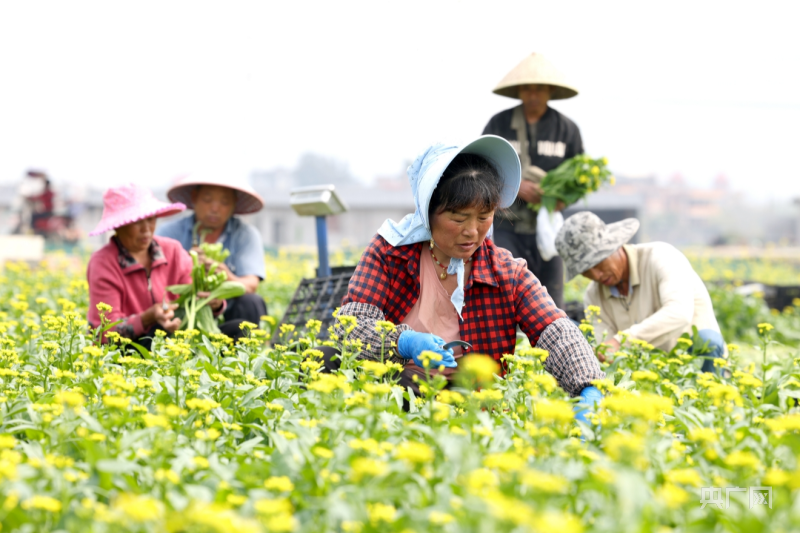 春耕进行时|福建福州:蔬菜基地忙"春收"_央广网
