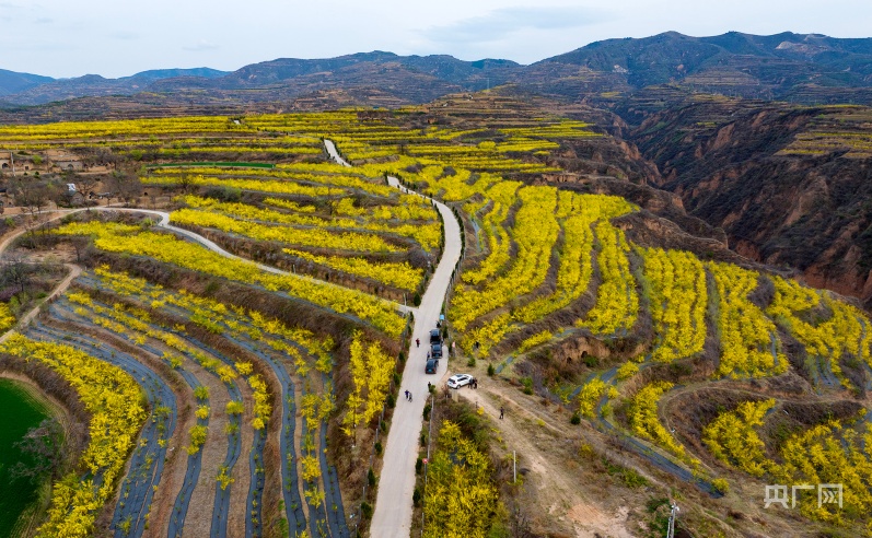 瞰山西翼城连翘花开春意浓