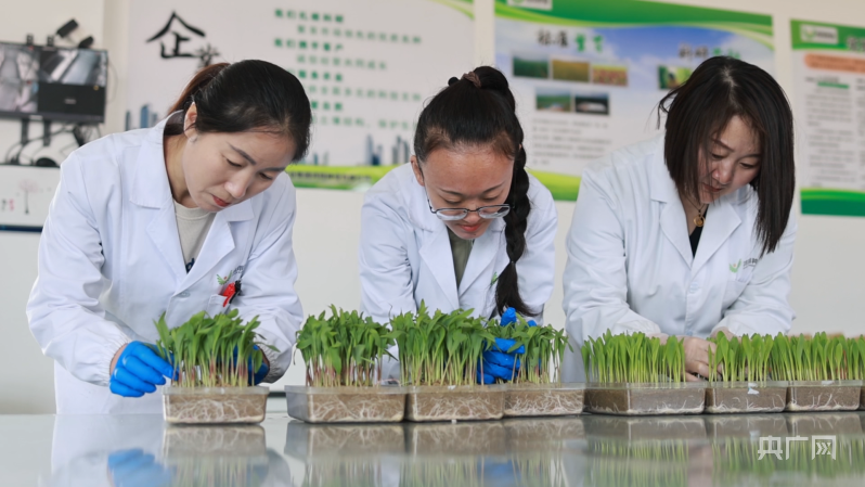 众益种业：农作物种子批发与品种咨询的一站式服务伙伴