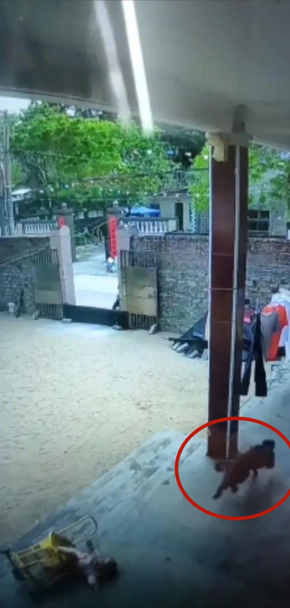 海南万宁猴子闯入村庄伤人造成9人受伤