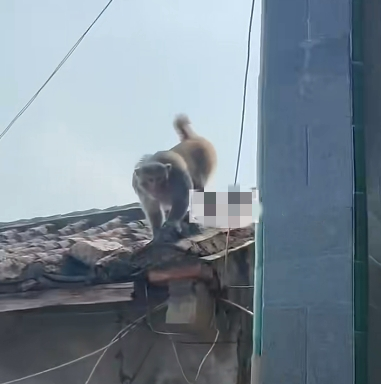 海南万宁猴子闯入村庄伤人造成9人受伤