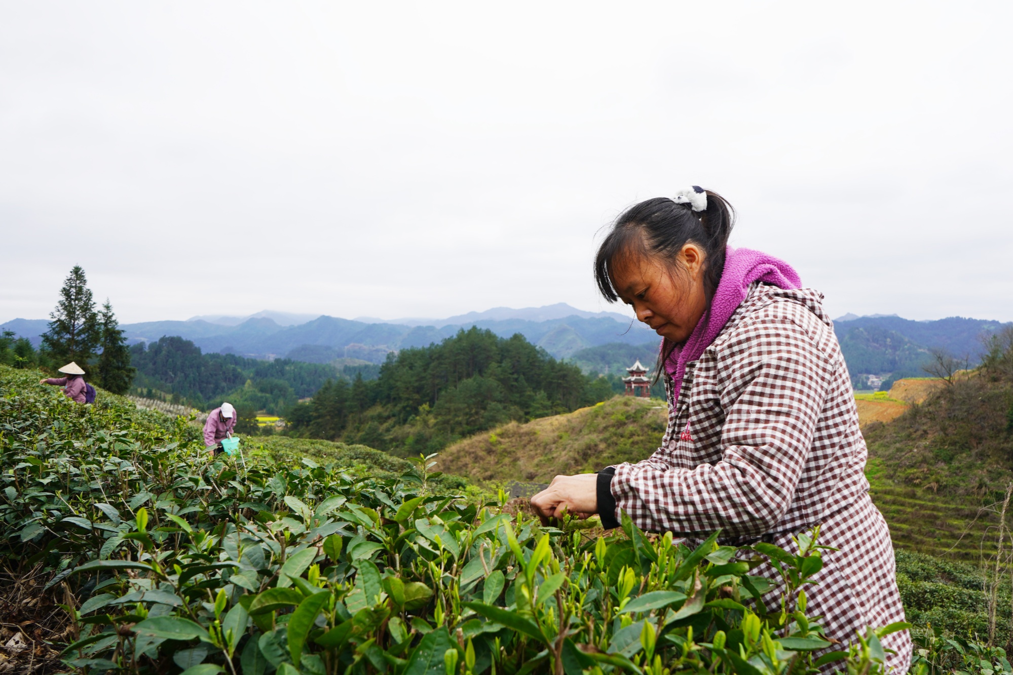 村民在采摘鲜叶(吴念  摄)"我们的春茶采摘平均每天能有30多人,一天