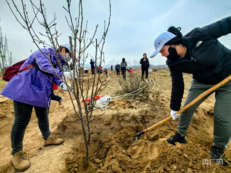 青海：千人共植黄河上游千亩经济生态公益林
