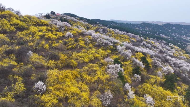 连翘花海图片