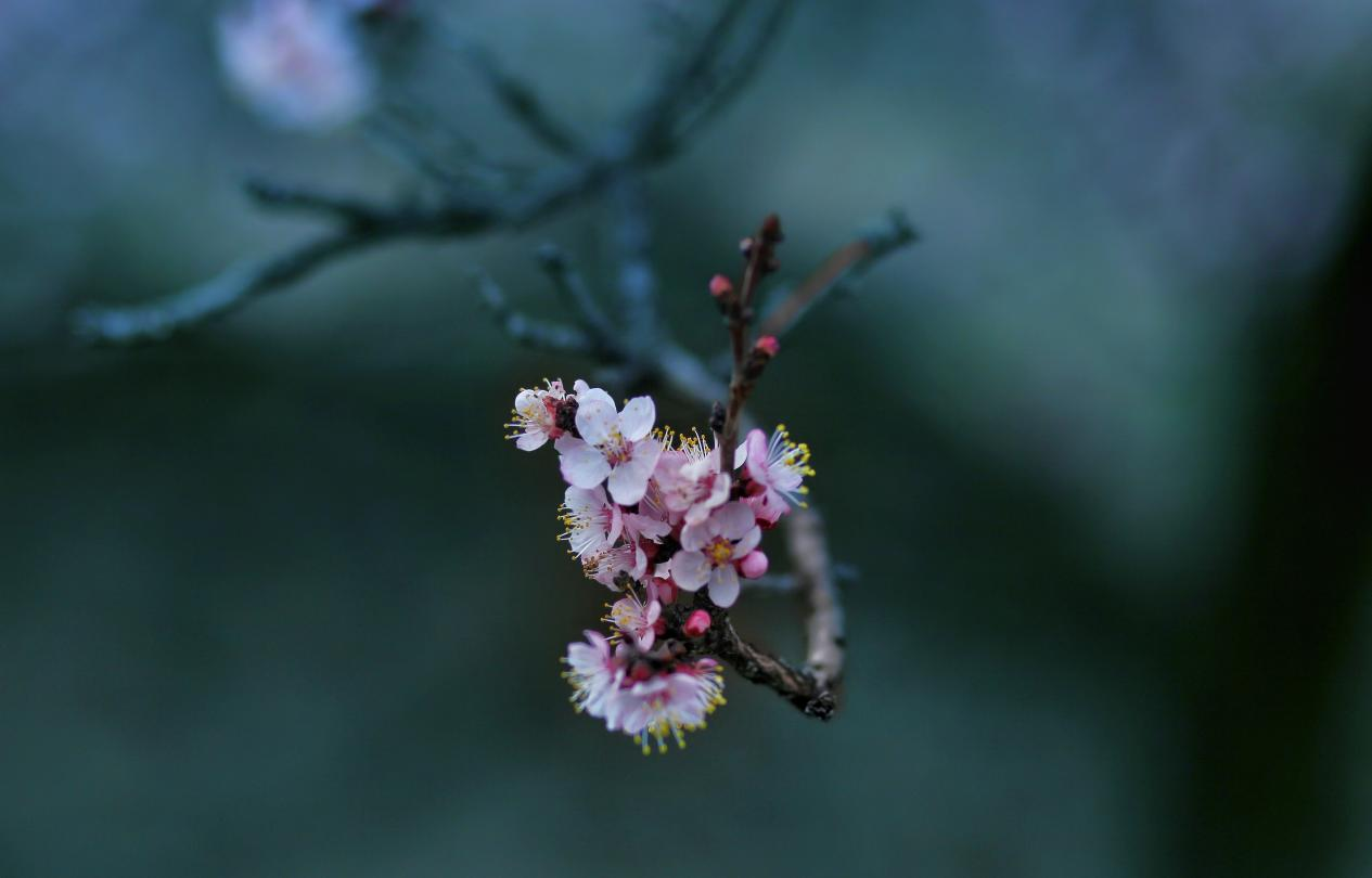 组图丨甘肃榆中:杏花绽放春意浓