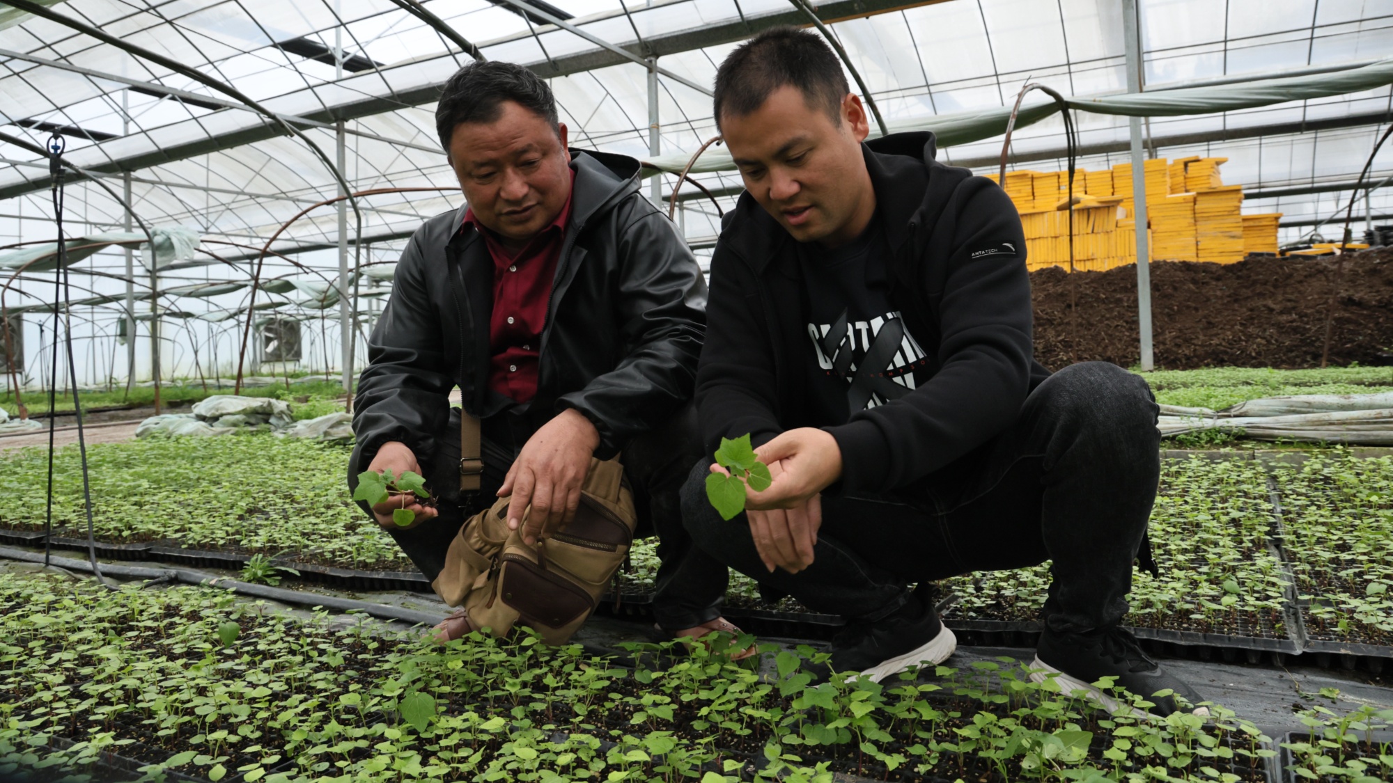 消息一传十,十传百,不少群众纷纷报名种植黄蜀葵,今年该村参与种植黄
