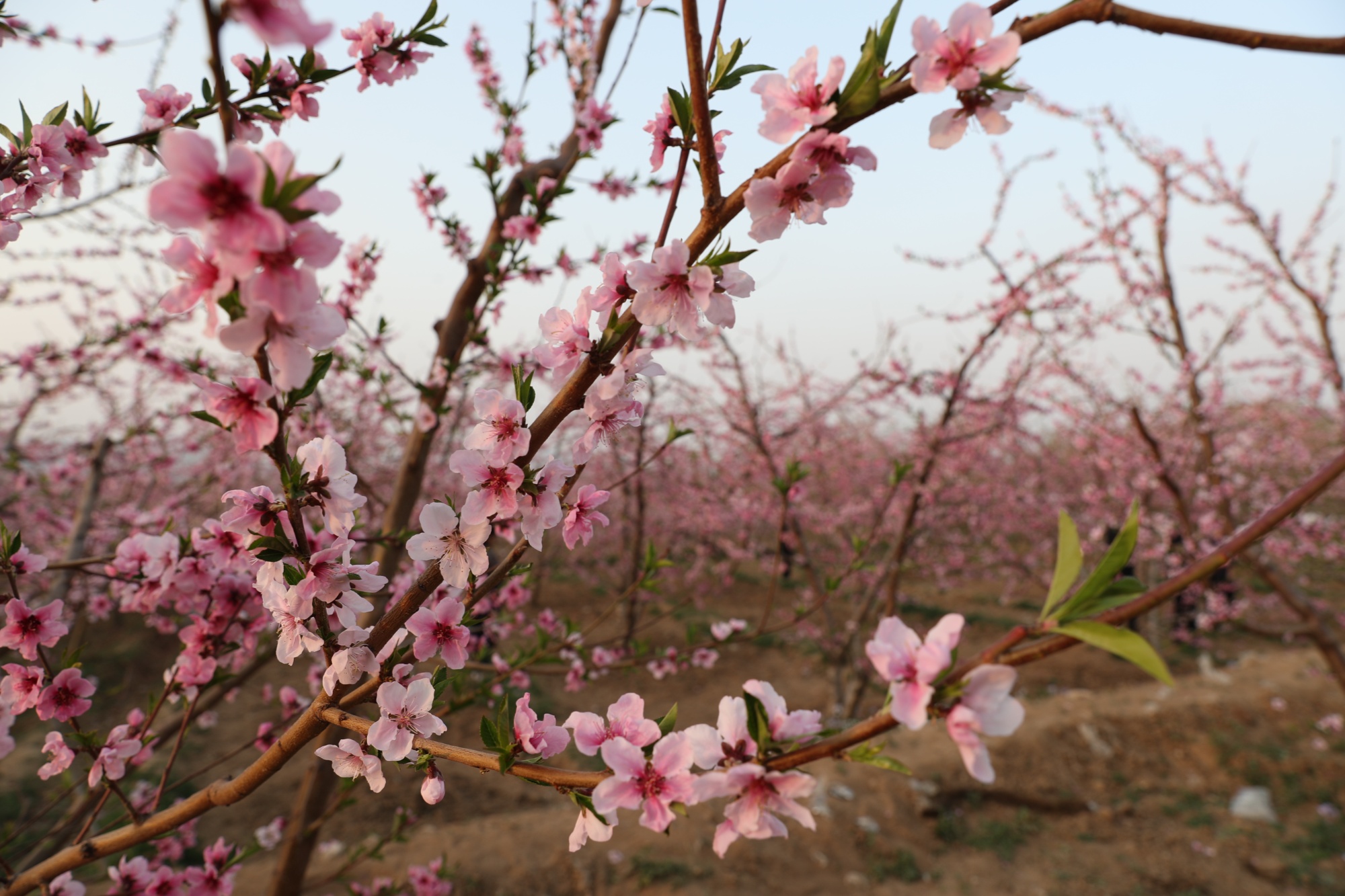 桃花盛开,美不胜收(赵端  摄)"这些表演都很精彩,尤其是地平跷,人物穿