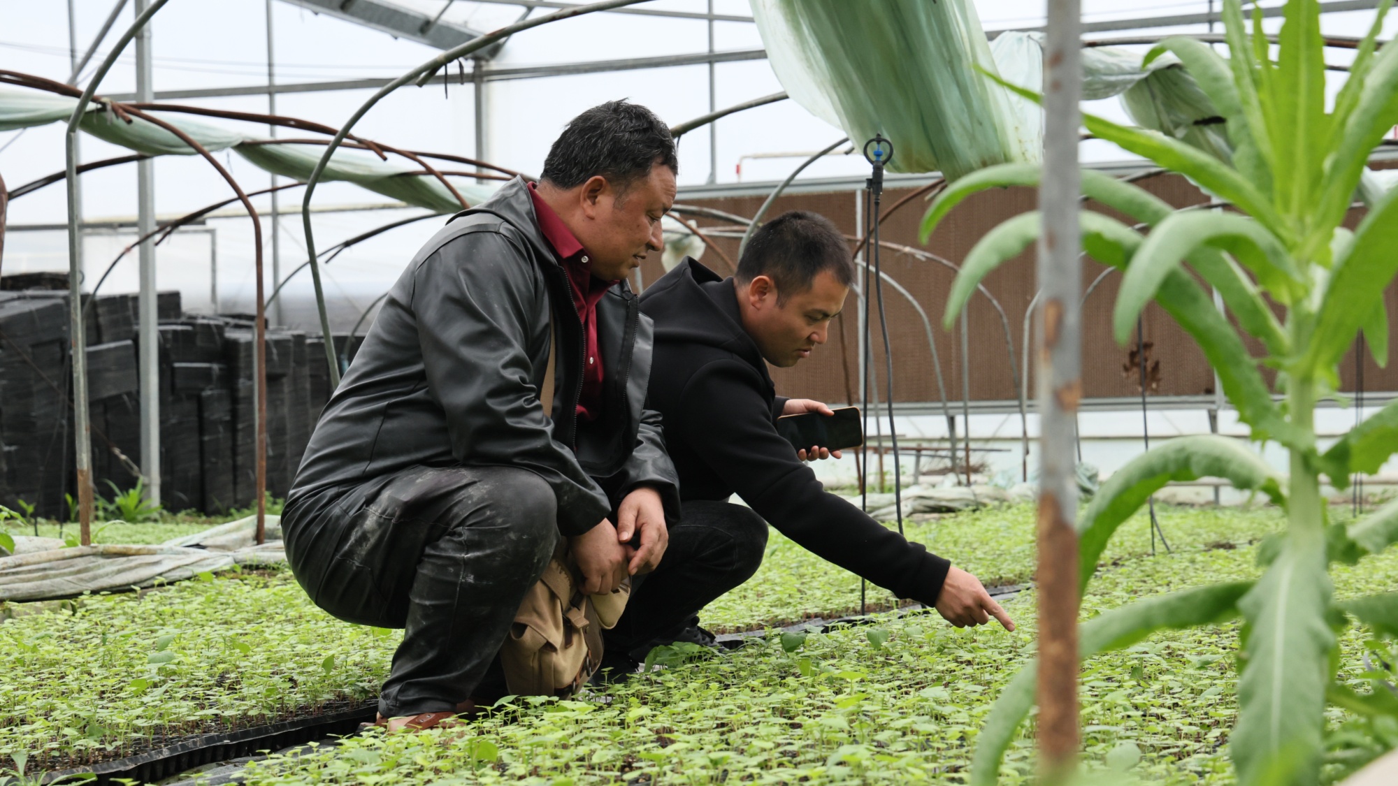 年内第三次来到贵州鑫辰食品有限公司育苗大棚查看黄蜀葵苗长势情况