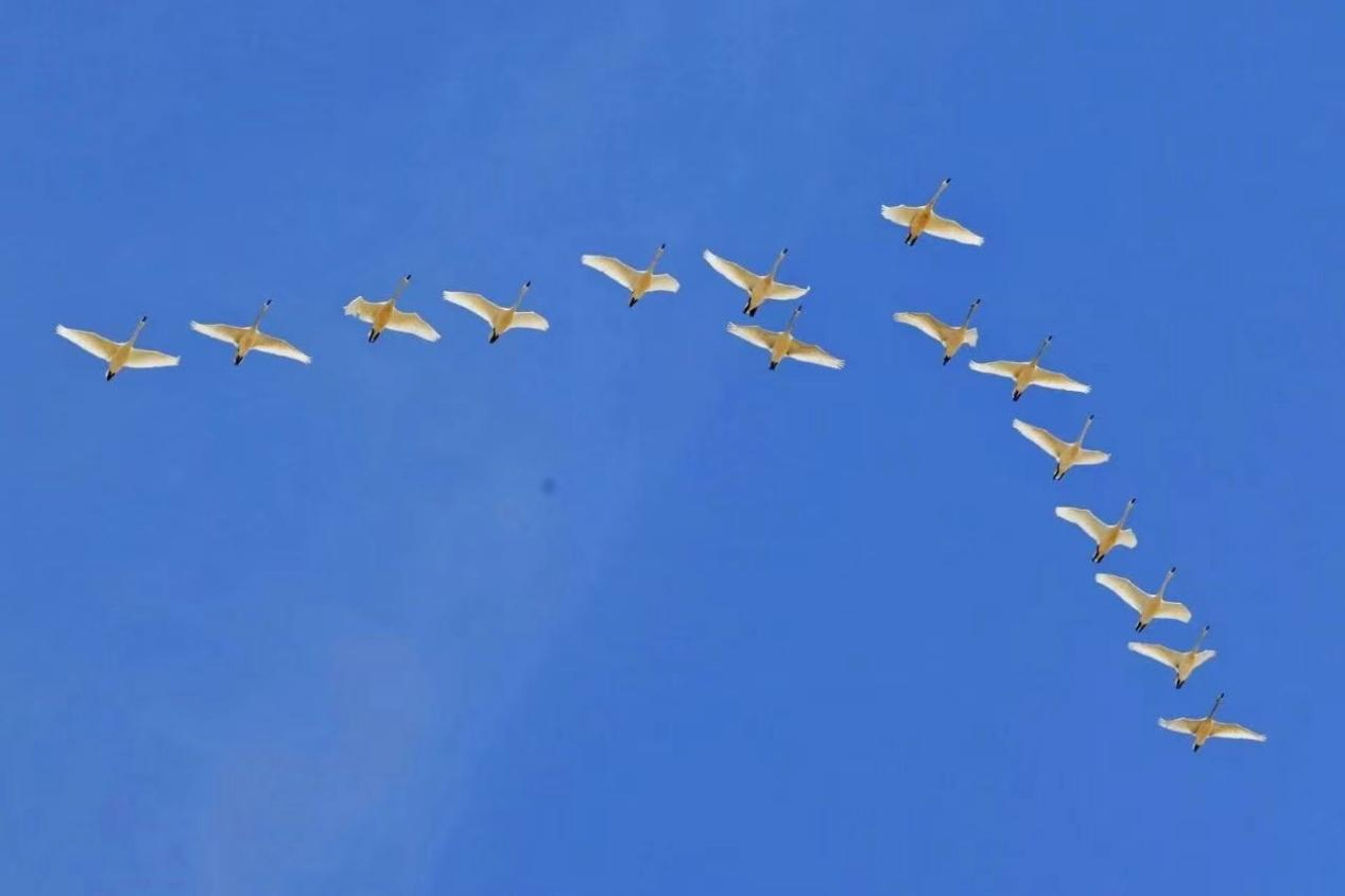 "候鸟巡护队"守护候鸟安全迁徙