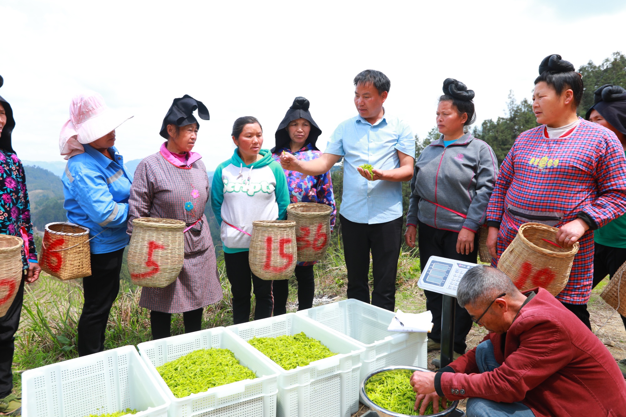 贵州剑河种下致富树催红产业花