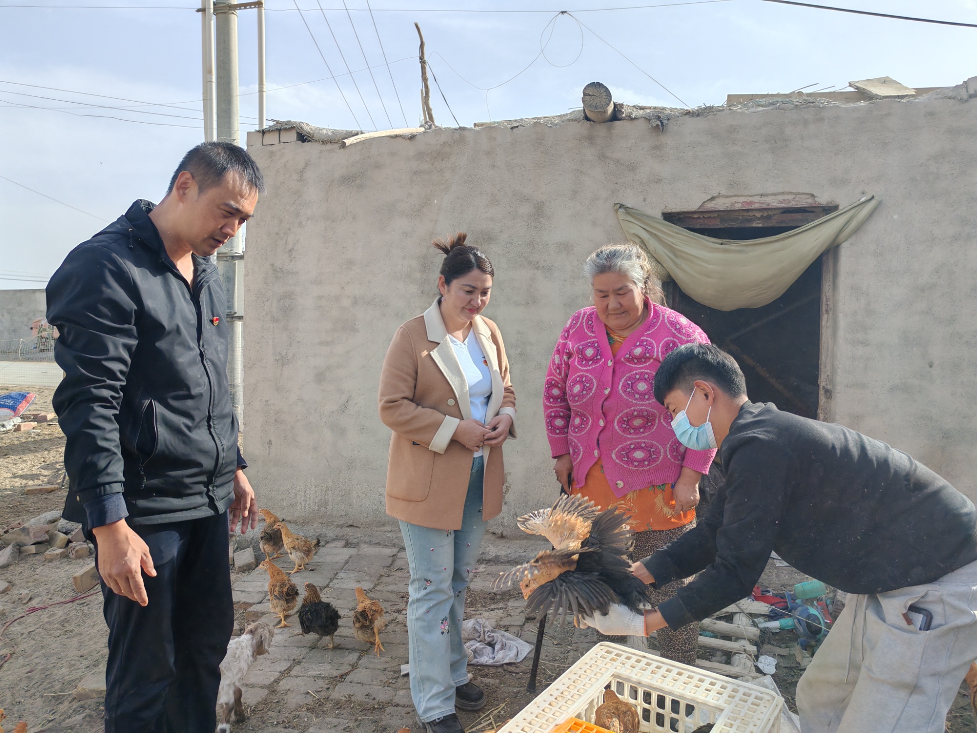 尉犁:变换思路巧帮扶 助农增收新"鸡"遇