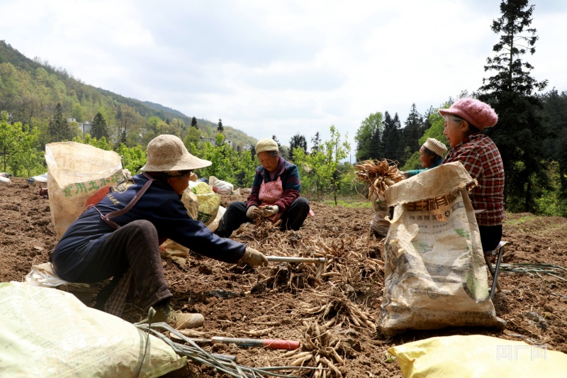 一年亩收入10万的药材利润(2019年一亩收入20万元的中药材)