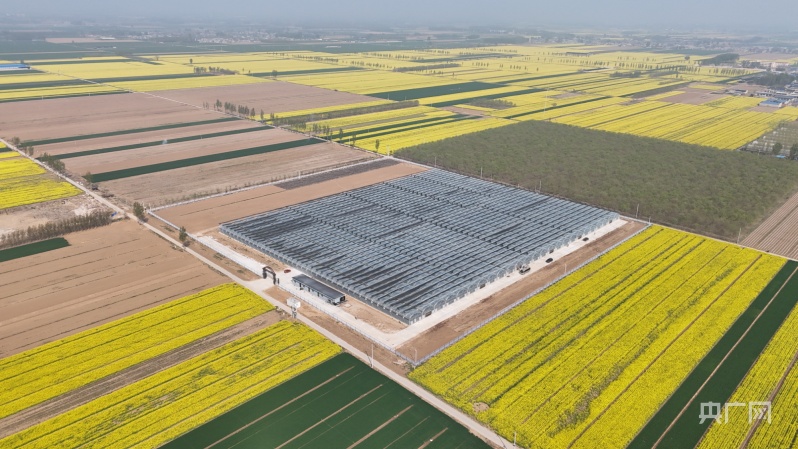 航拍安平县农田(央广网记者  王伟倩  摄)央广网衡水4月12日消息(记者