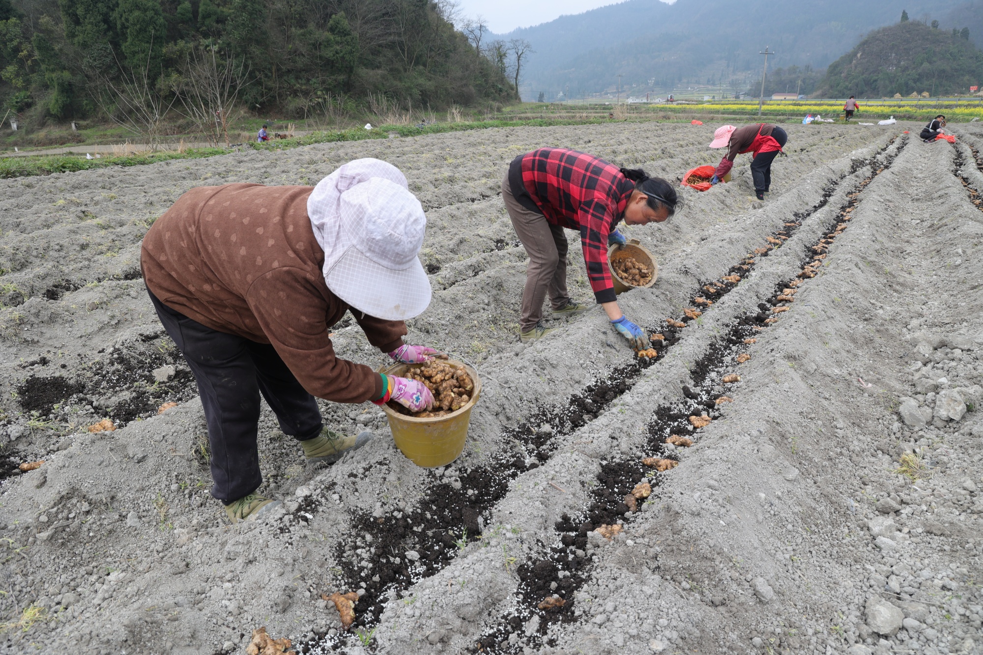 贵州麻江：生姜种植忙