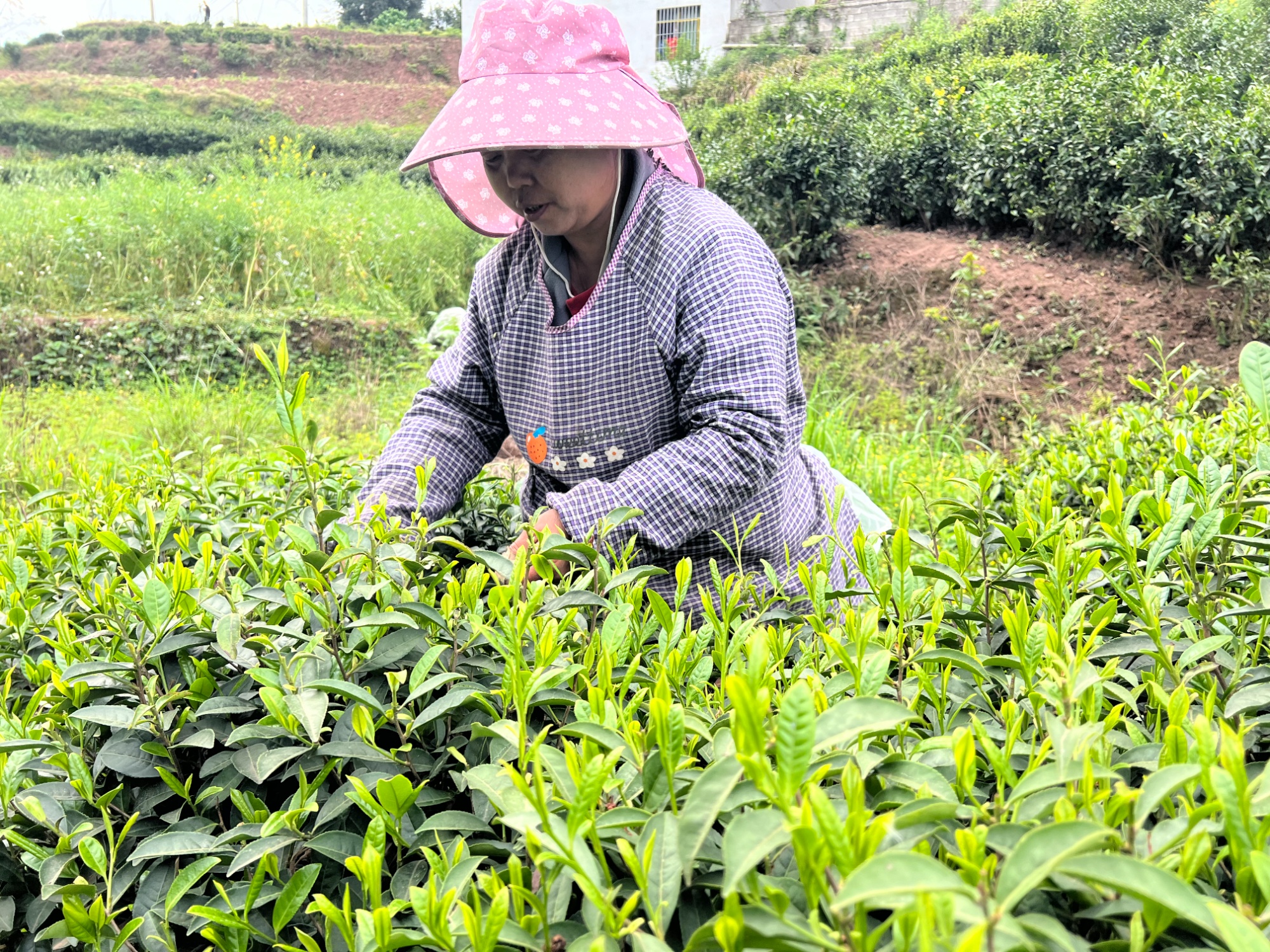 贵州金沙：春茶采摘 点绿成金