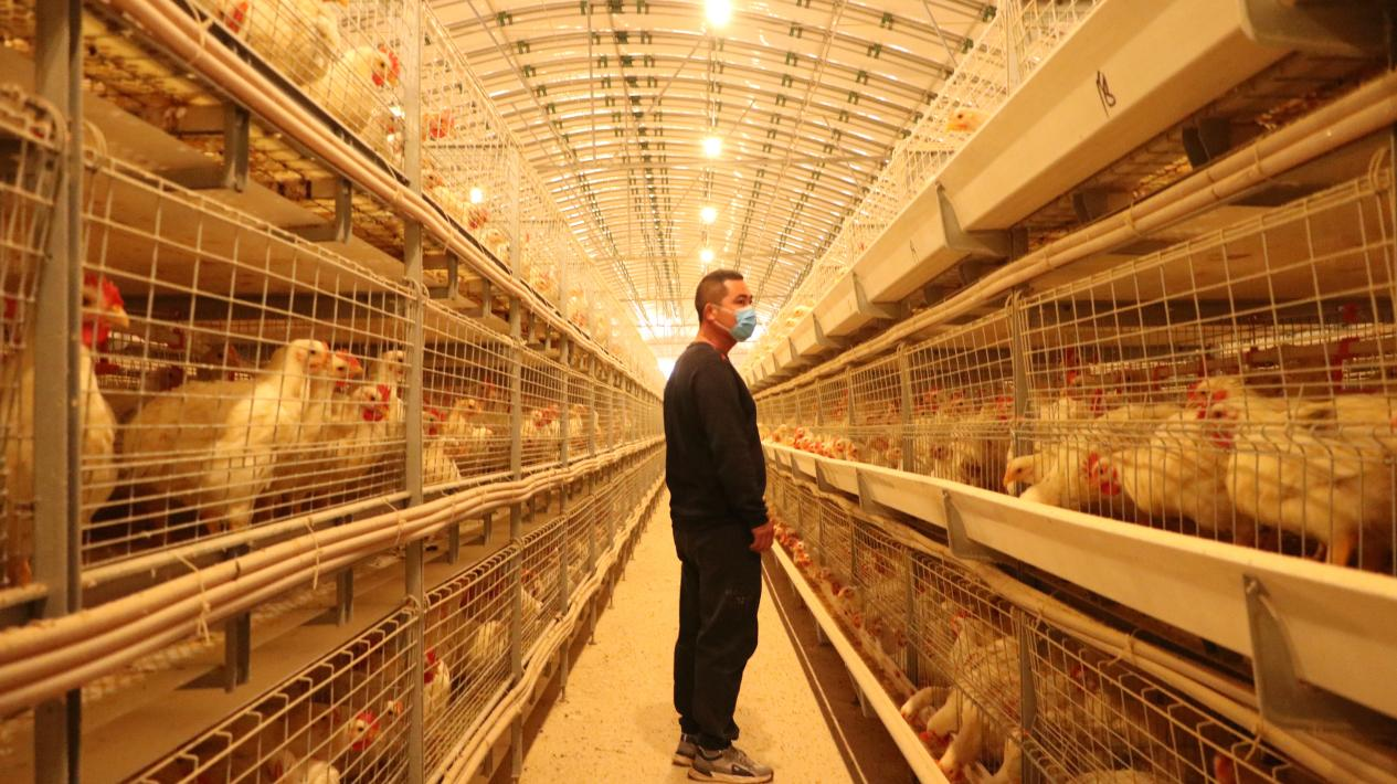 衡山：笼养鸡项目成为经济发展新“鸡”遇