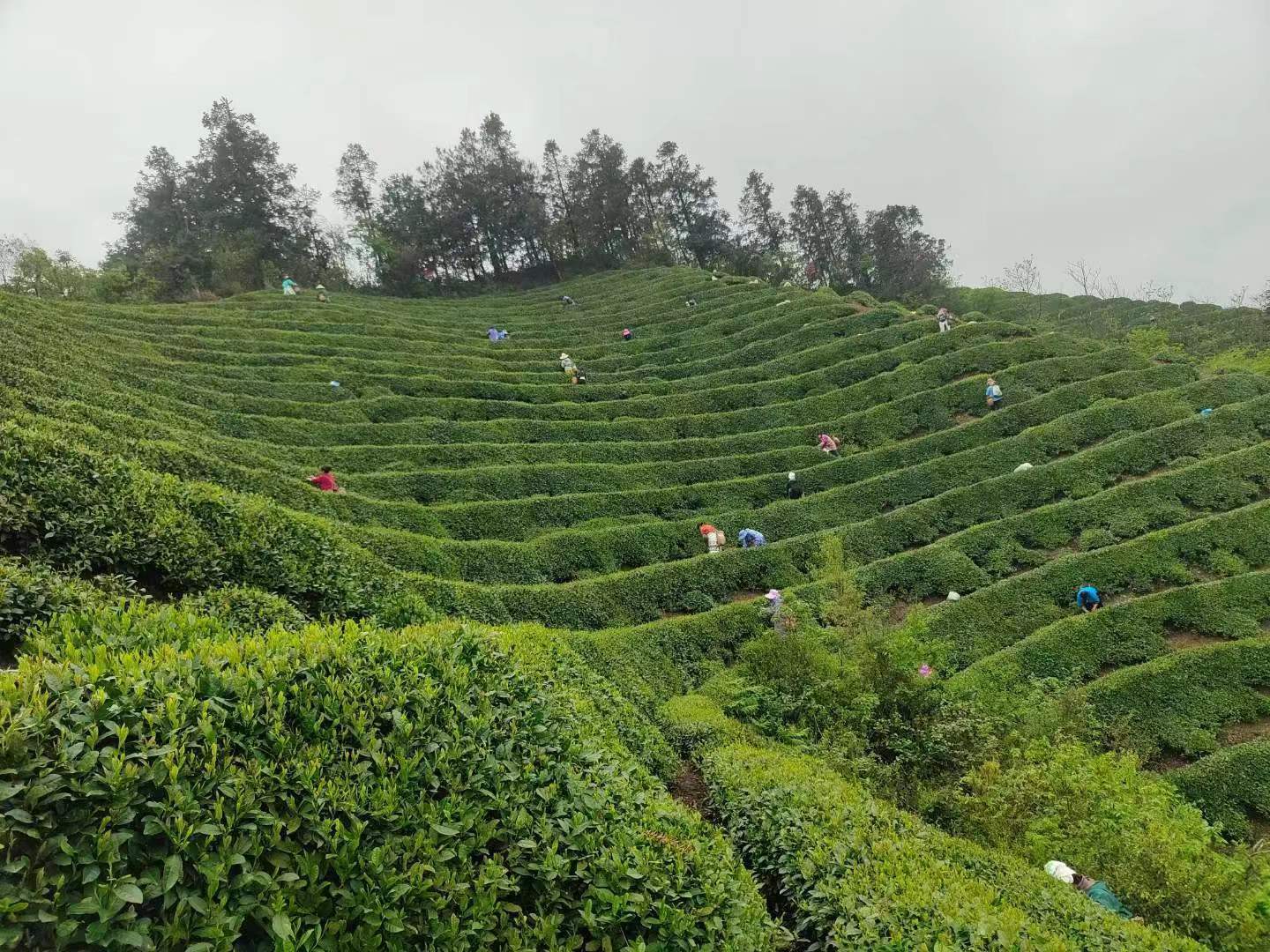 雷山县银球茶图片