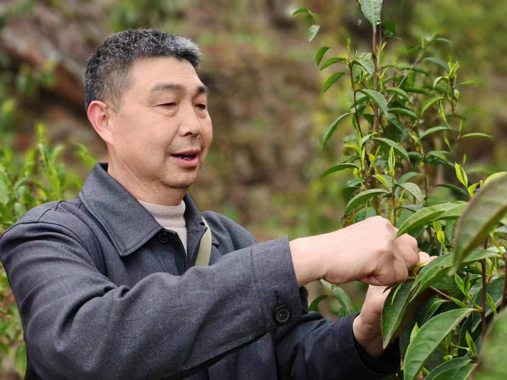 贵州习水：茶叶变“茶业” 致富一方百姓