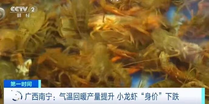 气温回暖产量提升 小龙虾便宜了！
