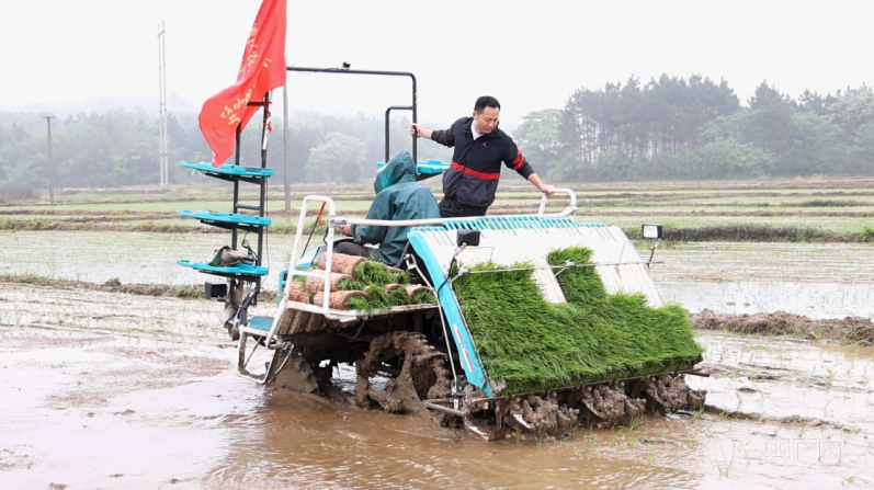 提单产 促增收 永州机械化合理密植推广忙(图2)