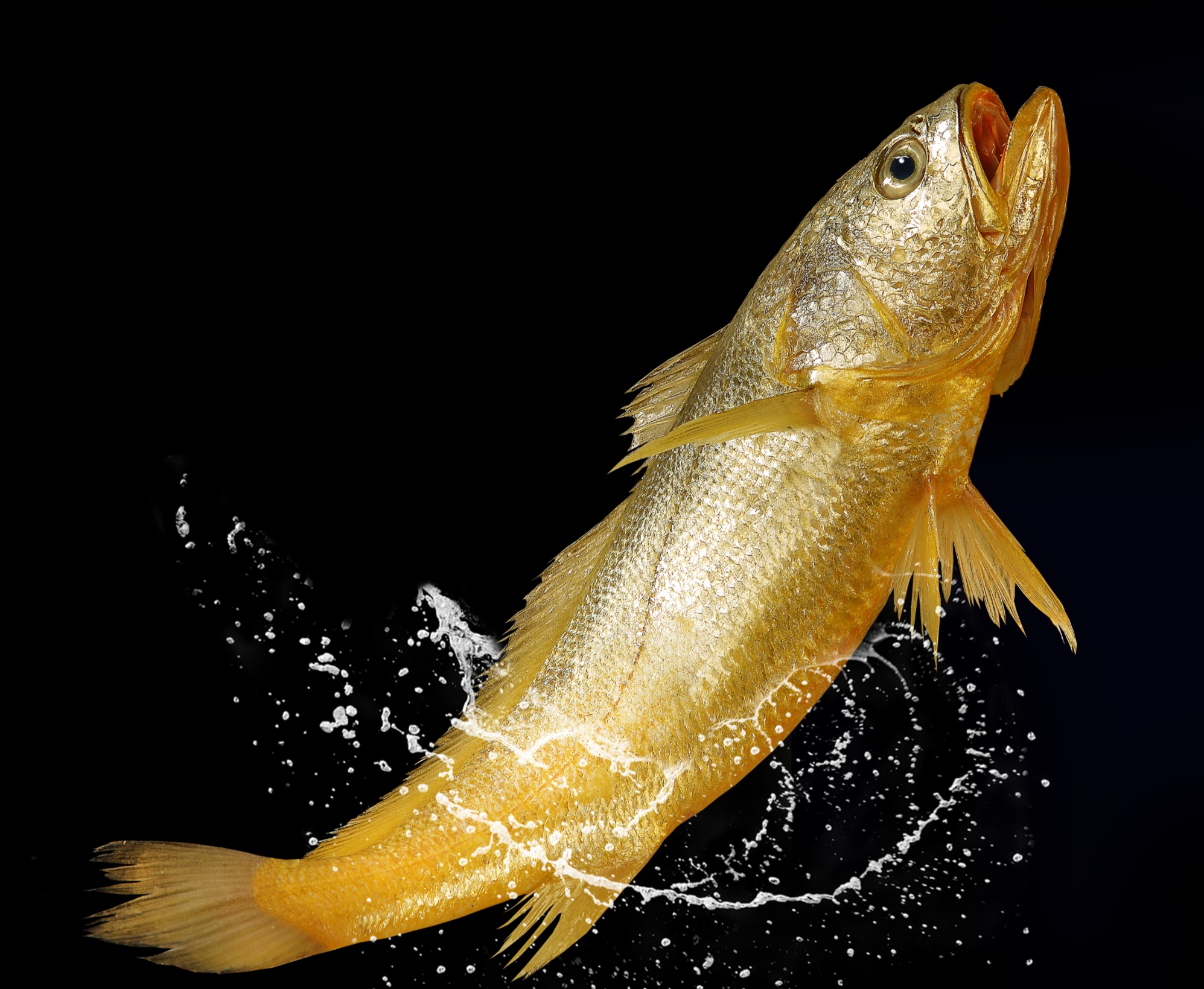 【千里追耕】在东海牧场  直击大黄鱼"鲜"味密码