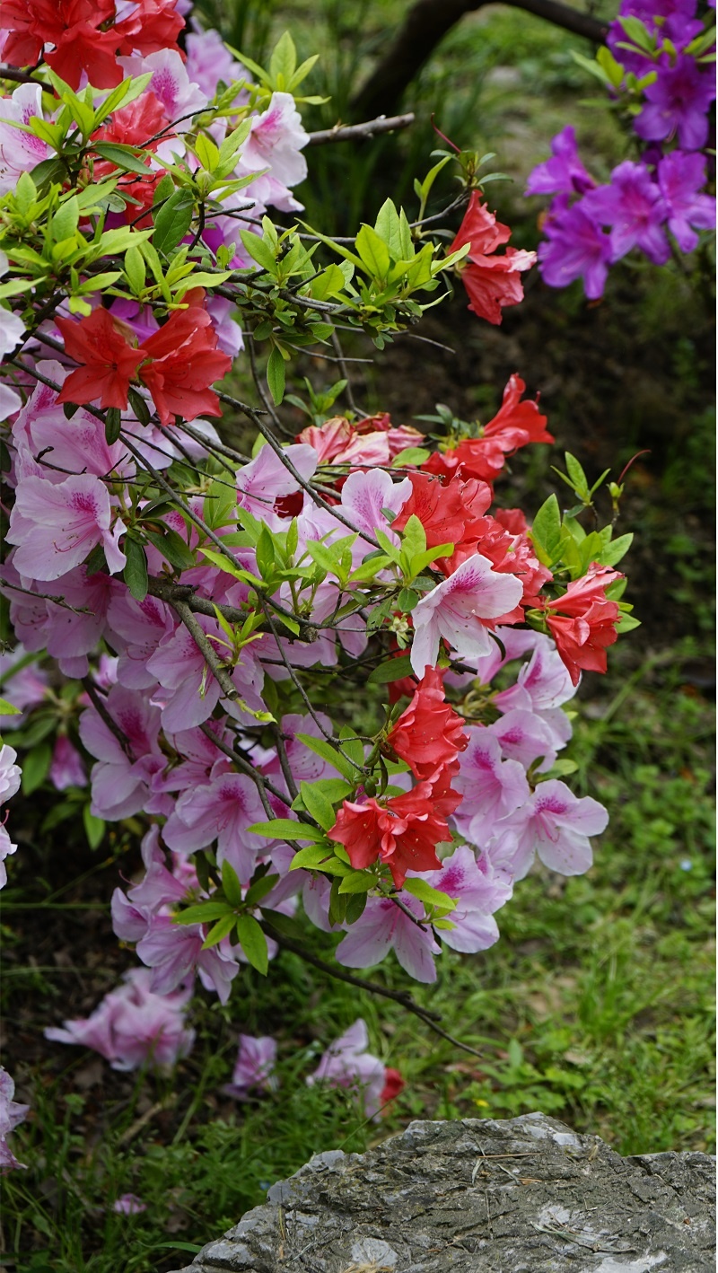 【发现春之美】谷雨赏花:玄武湖畔  杜鹃绽放