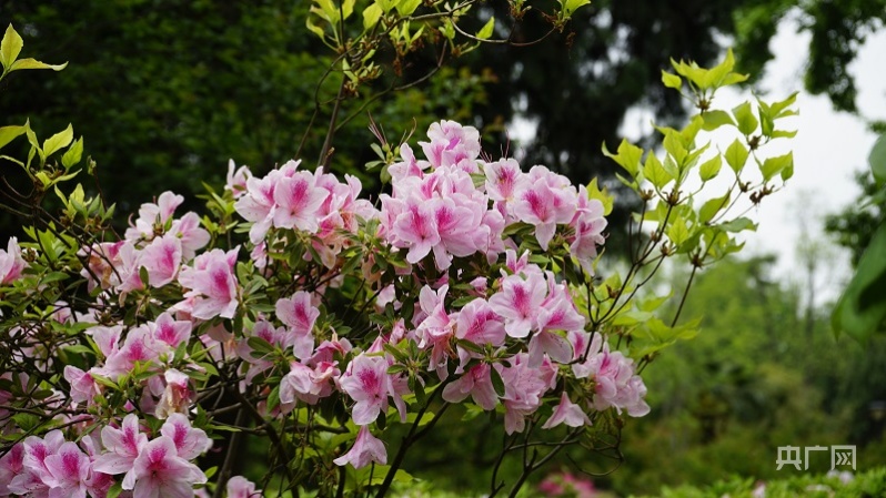 谷雨赏花图片